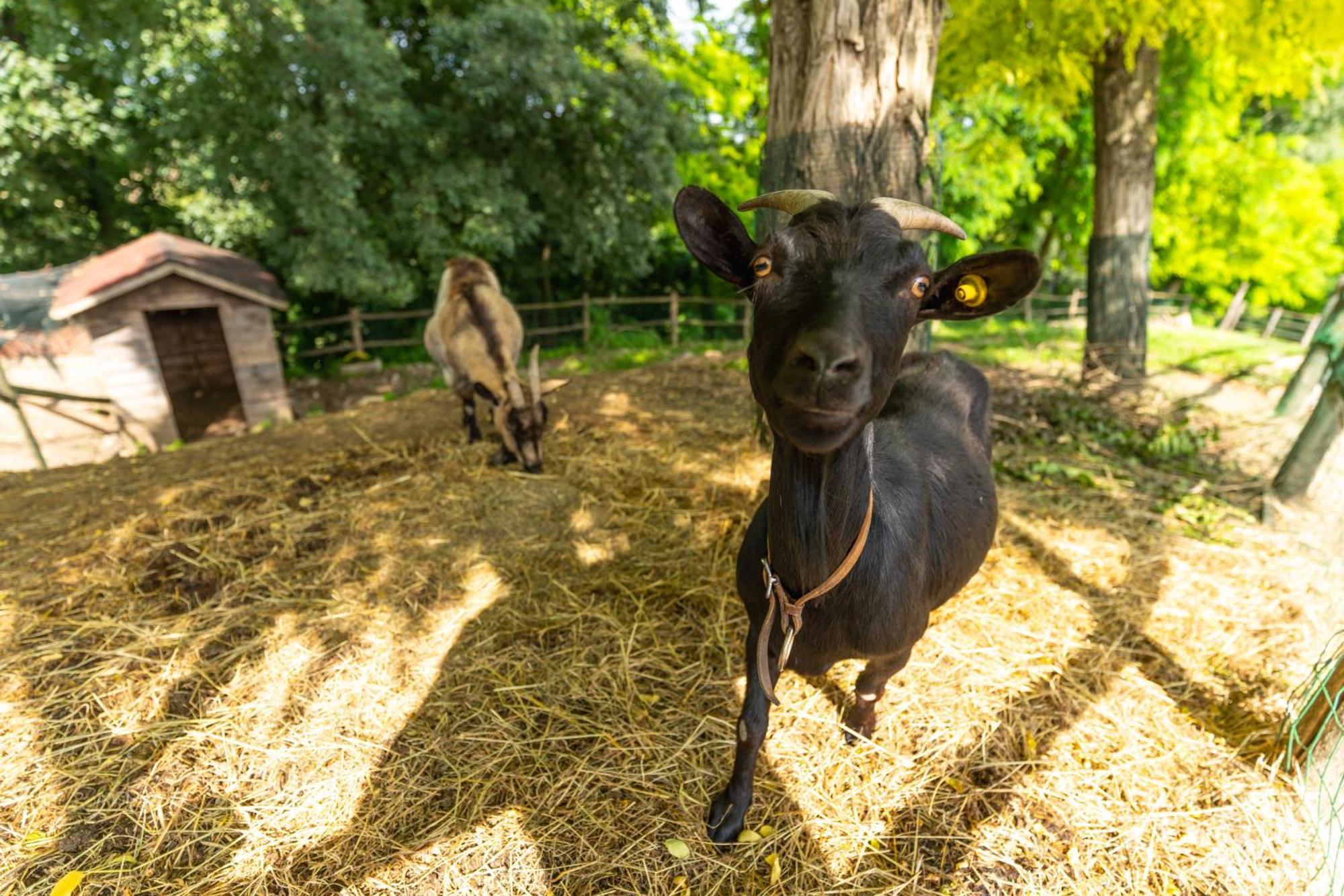Agriturismo Colle Dei Pivi Ponti sul Mincio Exteriér fotografie