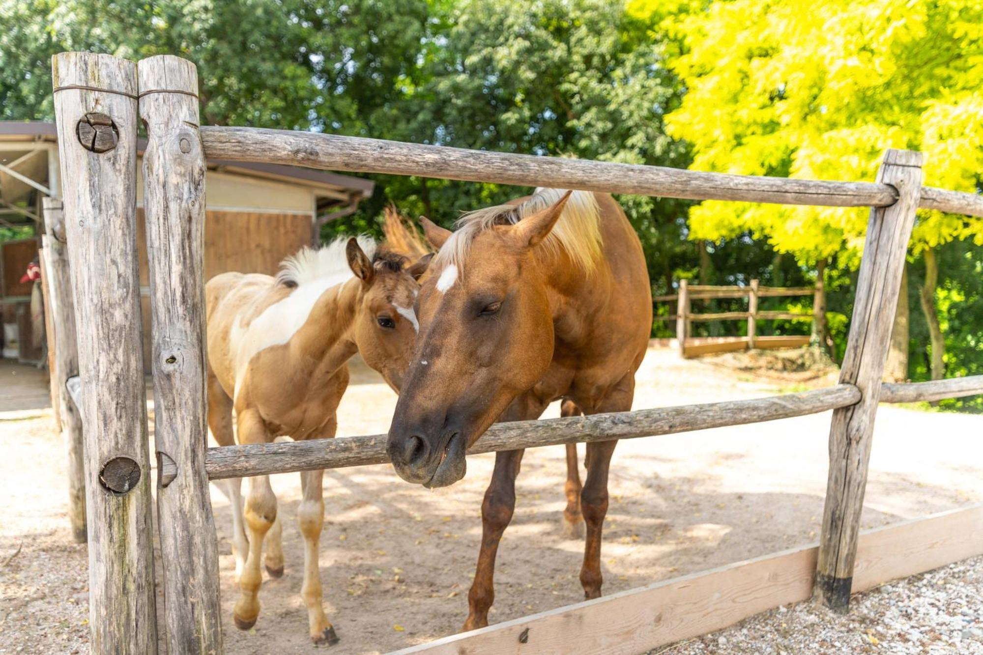 Agriturismo Colle Dei Pivi Ponti sul Mincio Exteriér fotografie